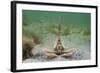 Masked Crab (Corystes Cassivelaunus) on Sandy Seabed, Studland Bay, Dorset, UK, May-Alex Mustard-Framed Photographic Print