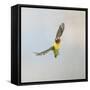 Masked Lovebird in Flight Front View-null-Framed Stretched Canvas