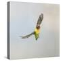 Masked Lovebird in Flight Front View-null-Stretched Canvas