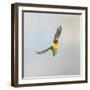 Masked Lovebird in Flight Front View-null-Framed Photographic Print