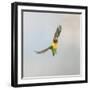 Masked Lovebird in Flight Front View-null-Framed Photographic Print