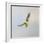 Masked Lovebird in Flight Front View-null-Framed Photographic Print