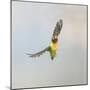 Masked Lovebird in Flight Front View-null-Mounted Photographic Print