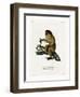 Masked Titi-null-Framed Giclee Print