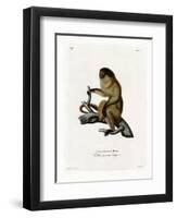 Masked Titi-null-Framed Giclee Print