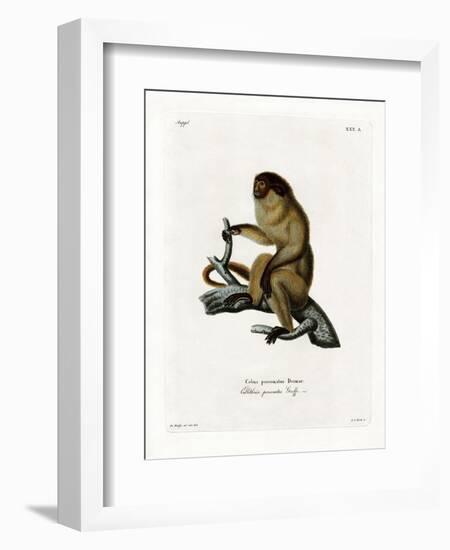 Masked Titi-null-Framed Giclee Print