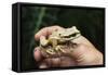 Masked Tree Frog (Smilisca Phaeota)-Rob Francis-Framed Stretched Canvas