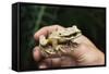 Masked Tree Frog (Smilisca Phaeota)-Rob Francis-Framed Stretched Canvas