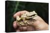 Masked Tree Frog (Smilisca Phaeota)-Rob Francis-Stretched Canvas