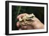 Masked Tree Frog (Smilisca Phaeota)-Rob Francis-Framed Photographic Print