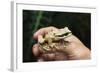 Masked Tree Frog (Smilisca Phaeota)-Rob Francis-Framed Photographic Print