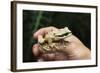 Masked Tree Frog (Smilisca Phaeota)-Rob Francis-Framed Photographic Print