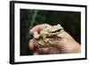 Masked Tree Frog (Smilisca Phaeota)-Rob Francis-Framed Photographic Print