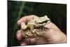 Masked Tree Frog (Smilisca Phaeota)-Rob Francis-Mounted Photographic Print