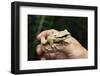 Masked Tree Frog (Smilisca Phaeota)-Rob Francis-Framed Photographic Print