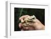 Masked Tree Frog (Smilisca Phaeota)-Rob Francis-Framed Photographic Print