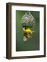 Masked Weaver; Ploceus Velatus; Hanging Upside down from Nest; South Africa-Johan Swanepoel-Framed Photographic Print