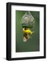 Masked Weaver; Ploceus Velatus; Hanging Upside down from Nest; South Africa-Johan Swanepoel-Framed Photographic Print