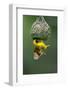 Masked Weaver; Ploceus Velatus; Hanging Upside down from Nest; South Africa-Johan Swanepoel-Framed Photographic Print