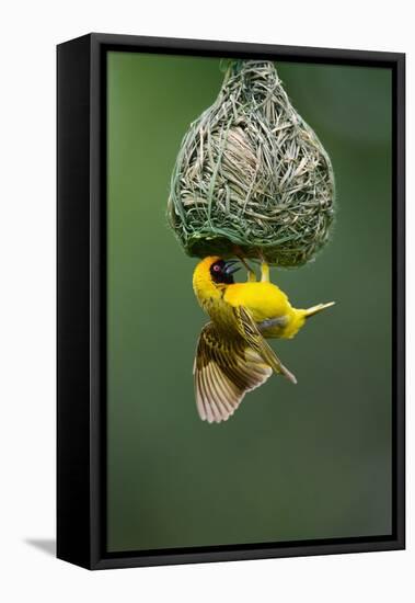 Masked Weaver; Ploceus Velatus; Hanging Upside down from Nest; South Africa-Johan Swanepoel-Framed Stretched Canvas