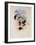 Masked Wedge-Bill, Schistes Personatus-John Gould-Framed Giclee Print