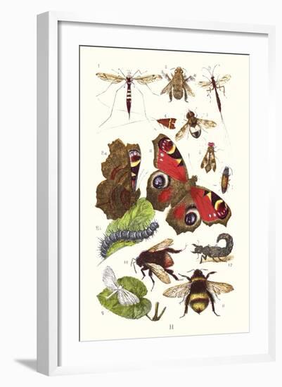 Mason Bee, Sting-Fly, Peacock Butterfly, Humble Bee-James Sowerby-Framed Art Print