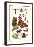 Mason Bee, Sting-Fly, Peacock Butterfly, Humble Bee-James Sowerby-Framed Art Print