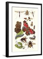 Mason Bee, Sting-Fly, Peacock Butterfly, Humble Bee-James Sowerby-Framed Art Print