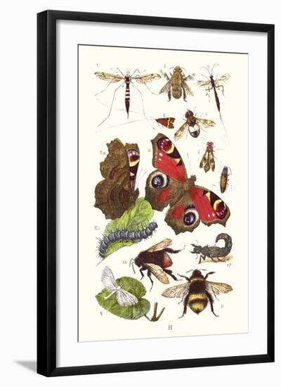 Mason Bee, Sting-Fly, Peacock Butterfly, Humble Bee-James Sowerby-Framed Art Print