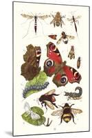 Mason Bee, Sting-Fly, Peacock Butterfly, Humble Bee-James Sowerby-Mounted Art Print