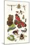 Mason Bee, Sting-Fly, Peacock Butterfly, Humble Bee-James Sowerby-Mounted Art Print