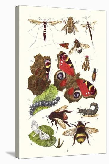Mason Bee, Sting-Fly, Peacock Butterfly, Humble Bee-James Sowerby-Stretched Canvas