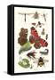 Mason Bee, Sting-Fly, Peacock Butterfly, Humble Bee-James Sowerby-Framed Stretched Canvas