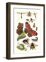 Mason Bee, Sting-Fly, Peacock Butterfly, Humble Bee-James Sowerby-Framed Art Print