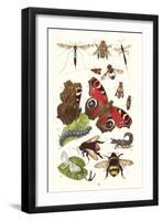 Mason Bee, Sting-Fly, Peacock Butterfly, Humble Bee-James Sowerby-Framed Art Print