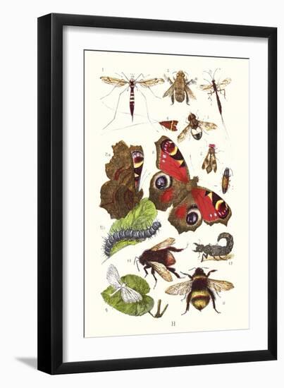 Mason Bee, Sting-Fly, Peacock Butterfly, Humble Bee-James Sowerby-Framed Art Print