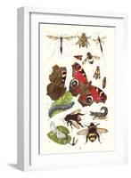 Mason Bee, Sting-Fly, Peacock Butterfly, Humble Bee-James Sowerby-Framed Art Print