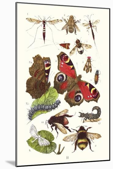 Mason Bee, Sting-Fly, Peacock Butterfly, Humble Bee-James Sowerby-Mounted Art Print