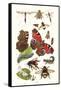 Mason Bee, Sting-Fly, Peacock Butterfly, Humble Bee-James Sowerby-Framed Stretched Canvas