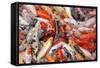 Mass Carp Feeding close Up-MrEco99-Framed Stretched Canvas