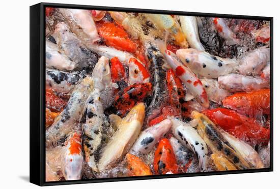 Mass Carp Feeding close Up-MrEco99-Framed Stretched Canvas