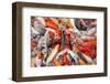 Mass Carp Feeding close Up-MrEco99-Framed Photographic Print