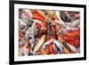 Mass Carp Feeding close Up-MrEco99-Framed Photographic Print