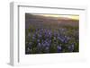 Mass of blue lupines flowering in habitat, at foot of Tehatchapi Mountains, Southern California-Bob Gibbons-Framed Photographic Print