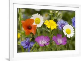 Mass of Cornfield Weeds: Corn Cockle, Corn Marigolds-null-Framed Photographic Print