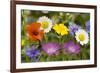 Mass of Cornfield Weeds: Corn Cockle, Corn Marigolds-null-Framed Photographic Print