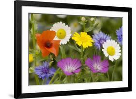 Mass of Cornfield Weeds: Corn Cockle, Corn Marigolds-null-Framed Photographic Print