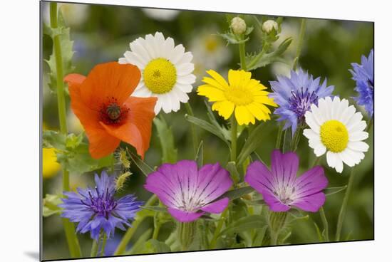 Mass of Cornfield Weeds: Corn Cockle, Corn Marigolds-null-Mounted Photographic Print