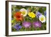 Mass of Cornfield Weeds: Corn Cockle, Corn Marigolds-null-Framed Photographic Print