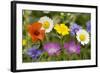 Mass of Cornfield Weeds: Corn Cockle, Corn Marigolds-null-Framed Photographic Print